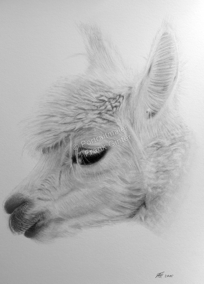 Bleistiftzeichnung-Portraitzeichnung-Alpaka
