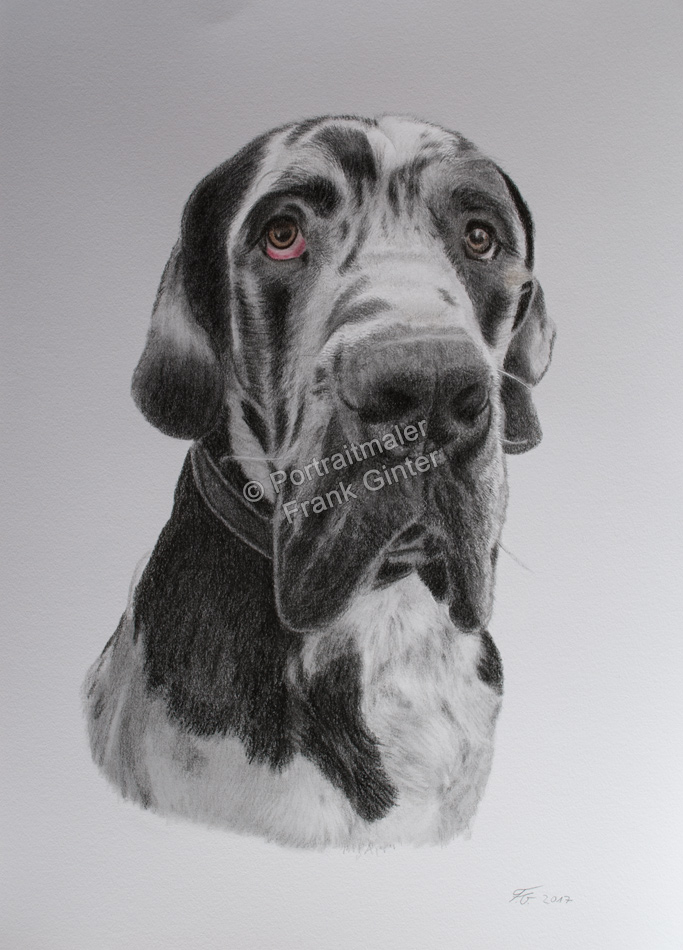 Farbstiftzeichnung-Portraitzeichnung-Hundebilder